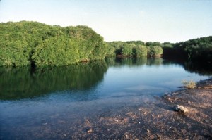 mangrove1
