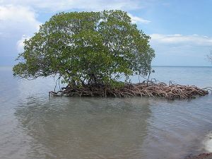 mangrove2